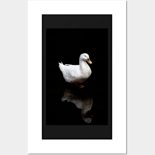 black duck pattern Posters and Art